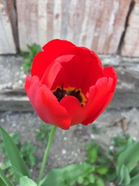  - 2017 GRADINA PRIMAVARA