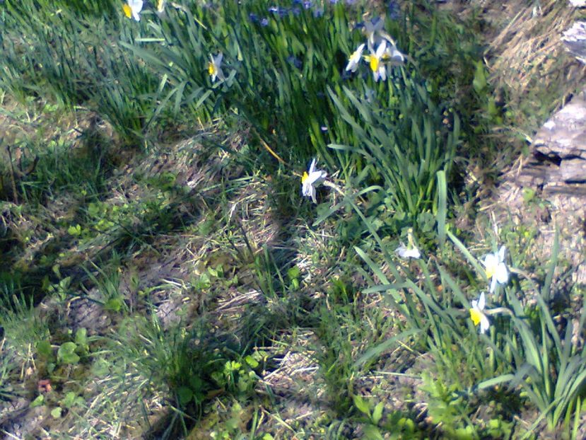 Fotografie2382 - 2017 GRADINA PRIMAVARA