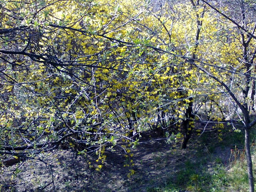 Fotografie2384 - 2017 GRADINA PRIMAVARA