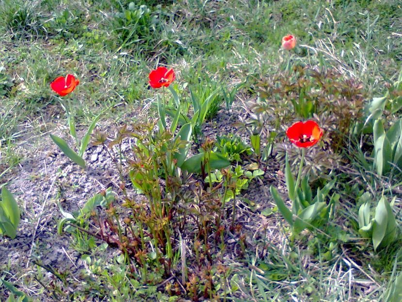 Fotografie2385 - 2017 GRADINA PRIMAVARA