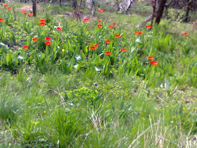 Fotografie2386 - 2017 GRADINA PRIMAVARA