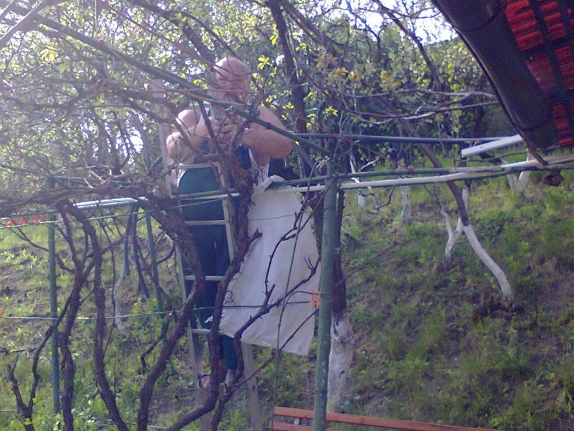 Fotografie2387 - 2017 GRADINA PRIMAVARA