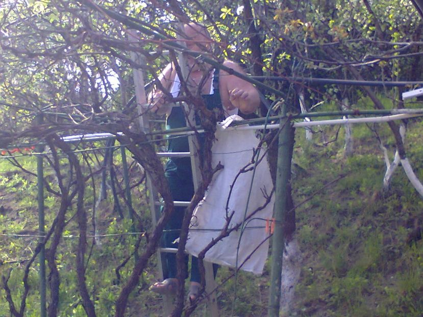 Fotografie2389 - 2017 GRADINA PRIMAVARA