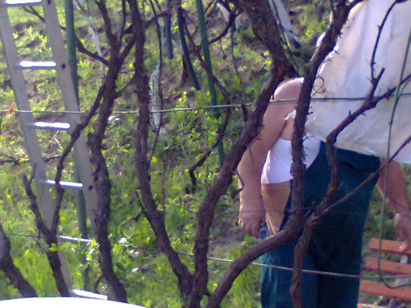 Fotografie2390 - 2017 GRADINA PRIMAVARA