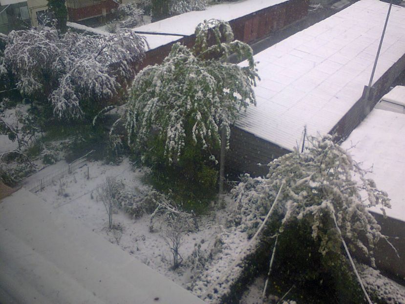 Fotografie2465 - 2017 PRIMAVARA aprilie 20