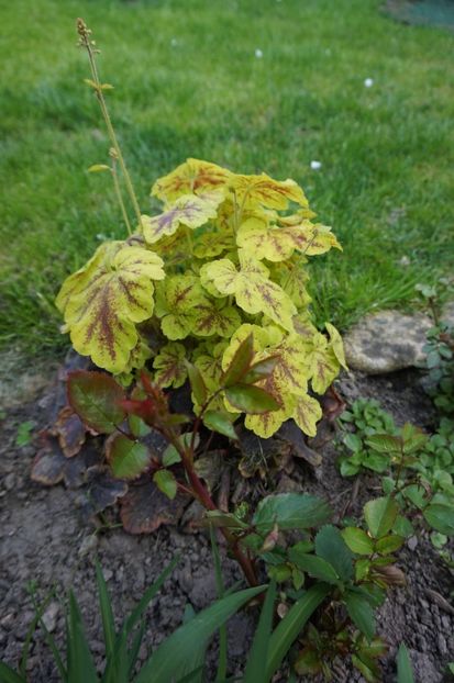 Solar Eclipse - Heuchera 2017
