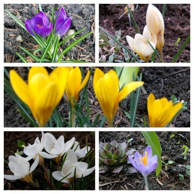 2017-03-24_14.20.48 - Flori 2017