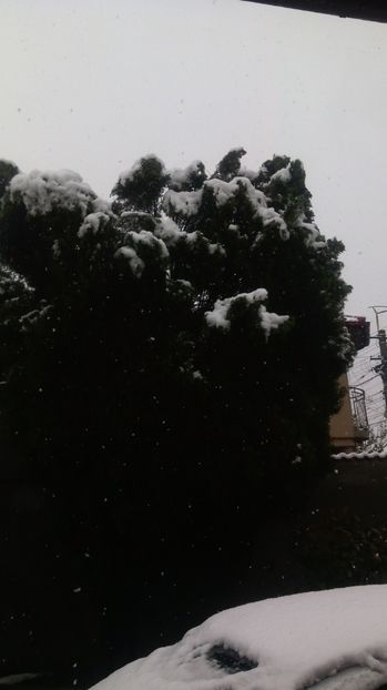 După  primăvară a sosit Iarna!!! - Flori de gradina 2017