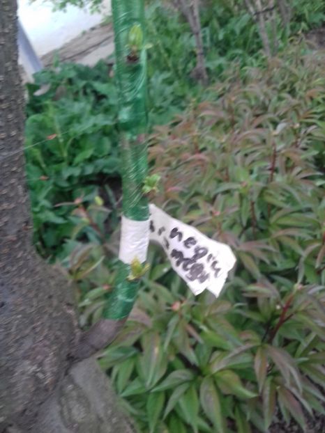 hibrid cais-prun pe prun - altoiri 2017