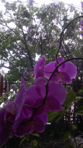 Liliac îndoit de zăpadă! 20 aprilie - Flori de gradina 2017