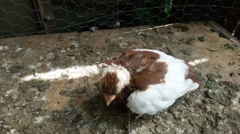  - Jucatori de kiskunfelegyhaza