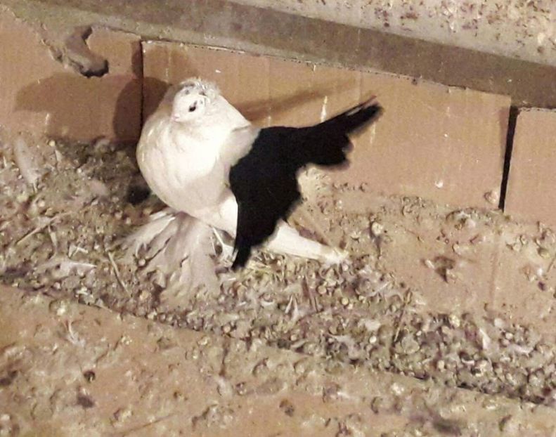 received_10207693893009100 - NORDCAUCAZIENI -Novocherkaski