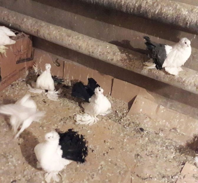 received_10207693907089452 - NORDCAUCAZIENI -Novocherkaski