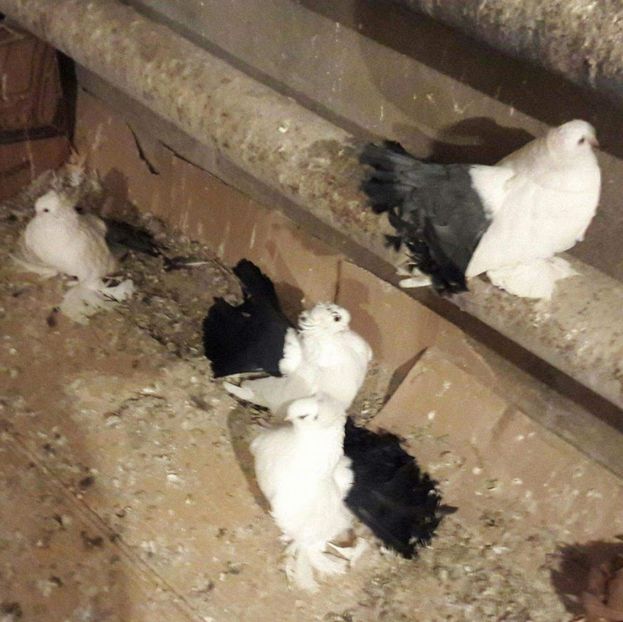 received_10207693907129453 - NORDCAUCAZIENI -Novocherkaski