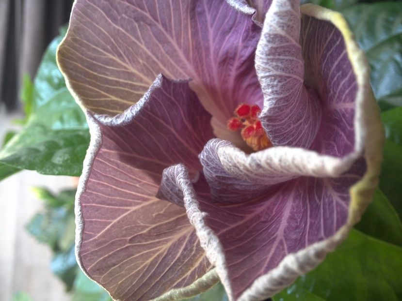 WIN_20170420_111152 - Moorea Blue Stone