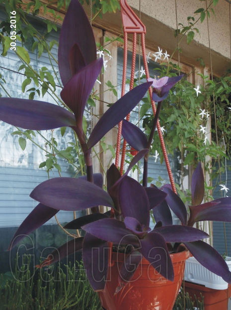 Tradescantia Pallida Purpurea - Pallida Purpurea
