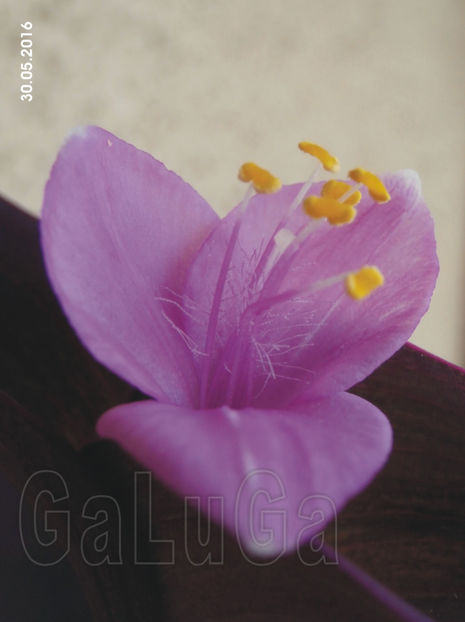 Tradescantia Pallida Purpurea - Pallida Purpurea