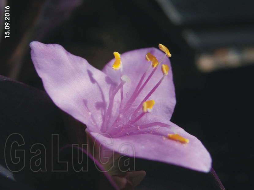 Tradescantia Pallida Purpurea - Pallida Purpurea