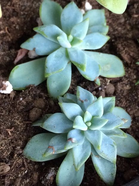 Sedeveria „Silver Star” - Suculente