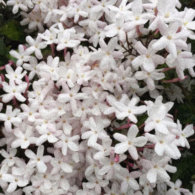 « J A S M I N E | for ❀blackparade✔ - as free as the ocean