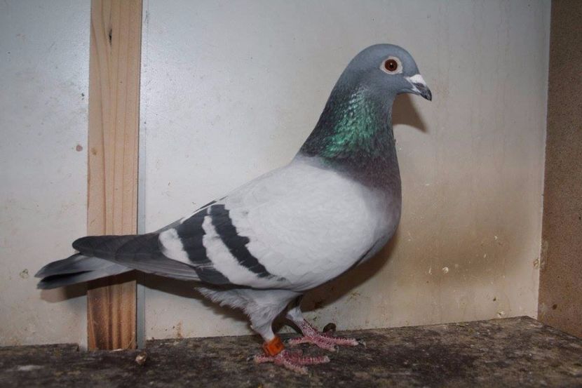 NEPOT SNELLE JELLE,OLIMPIC MISS GIJSJE,ZWART GOUD,GOLDEN FUTURE - Perechea nr 13