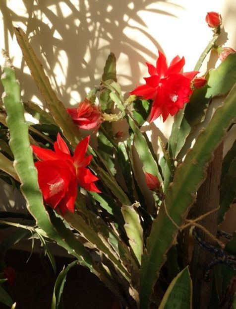  - epiphyllum
