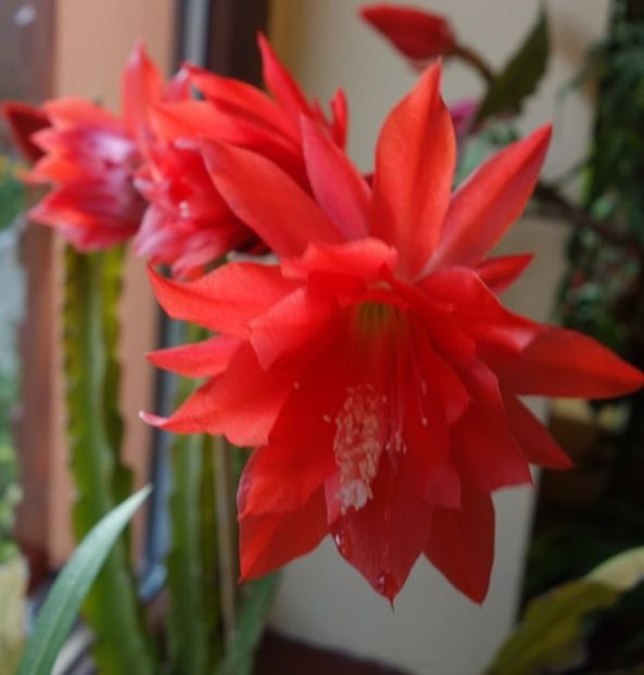  - epiphyllum
