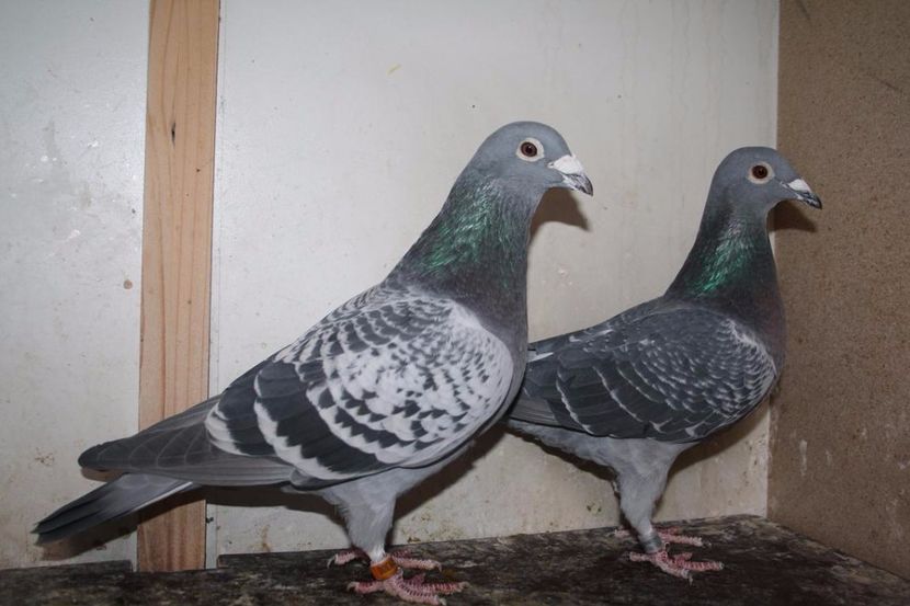 300 MUSTERS-FIICA ROCHELAR ISA - Perechea nr 16