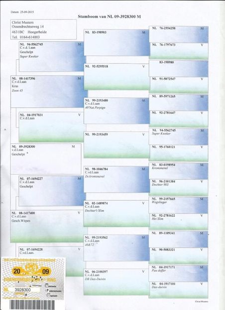 pedigree 300 - Perechea nr 16