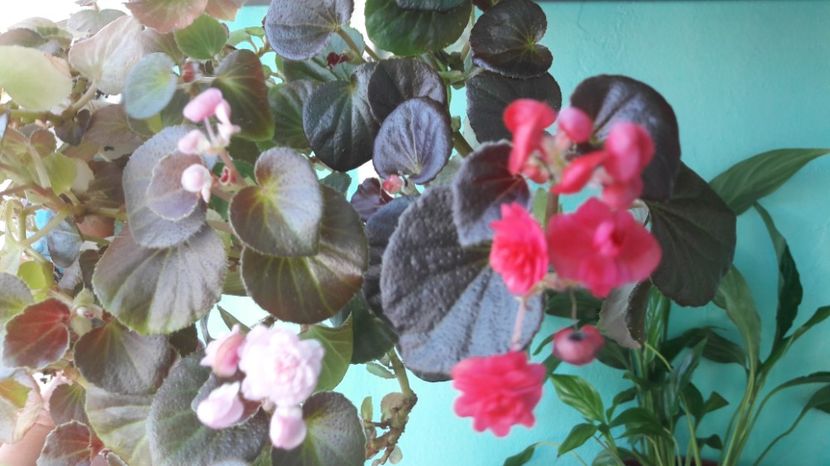 Begonia Semperflorens - FLORI -2017