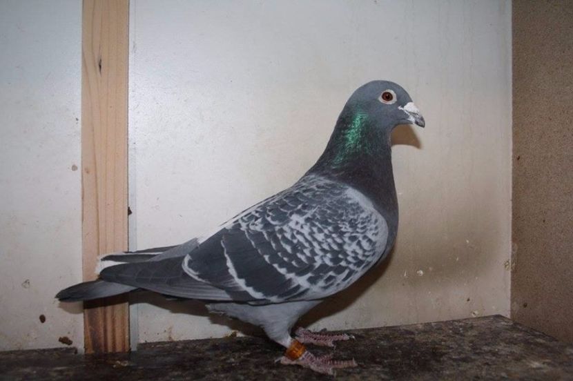 FIU PRINS MUSTERS - Perechea nr 17