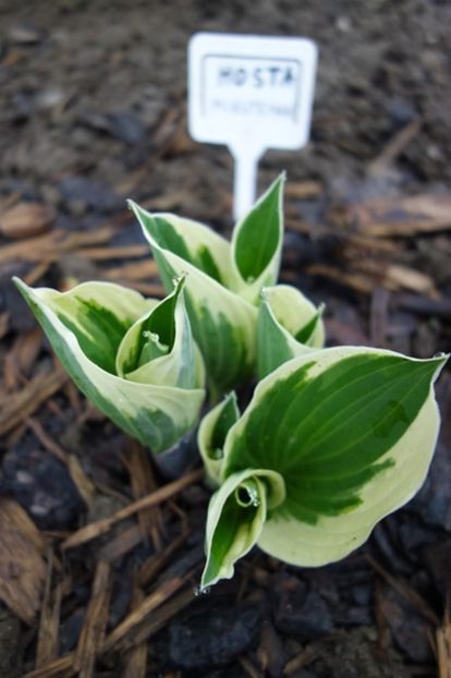  - hosta Minuteman