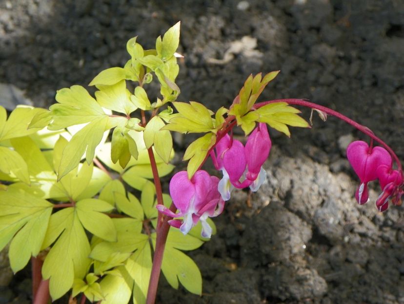 dicentra Gold Heart - Primavara 2017