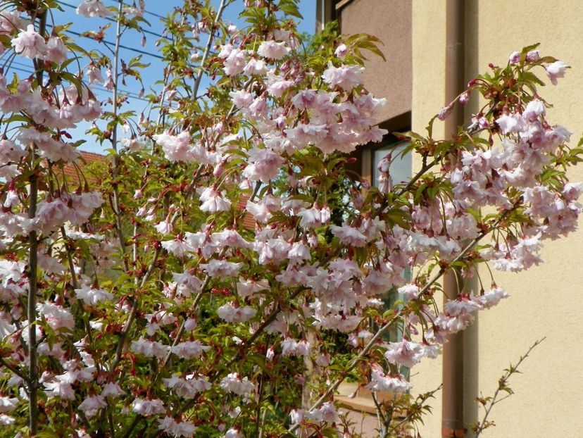 prunus Oshidori - Copacei si arbusti 2017