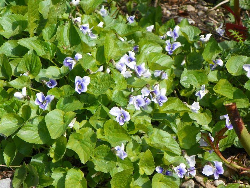 viola sororia Hungarian Beauty - Primavara 2017