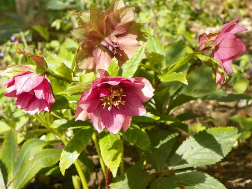 18 apr (23) - Primavara 2017