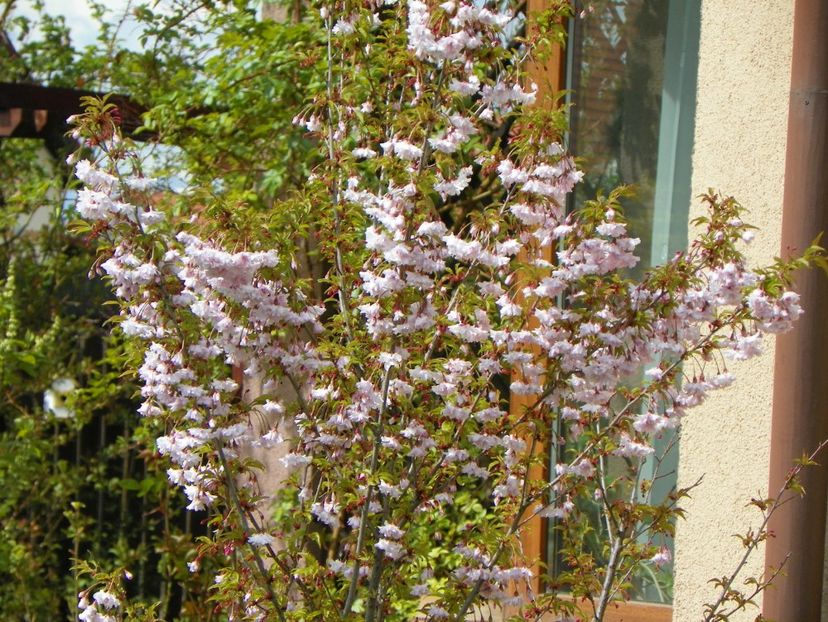 prunus Oshidori - Copacei si arbusti 2017