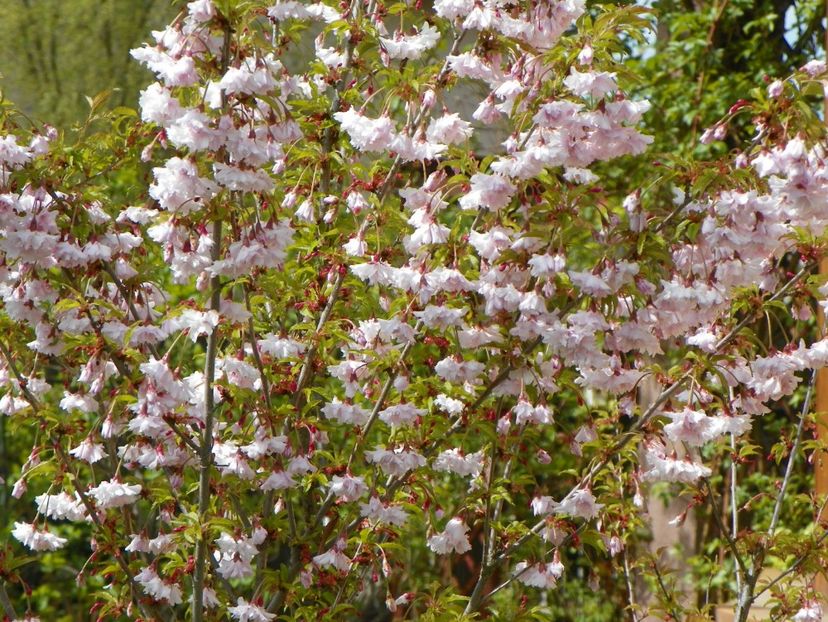 prunus Oshidori - Copacei si arbusti 2017