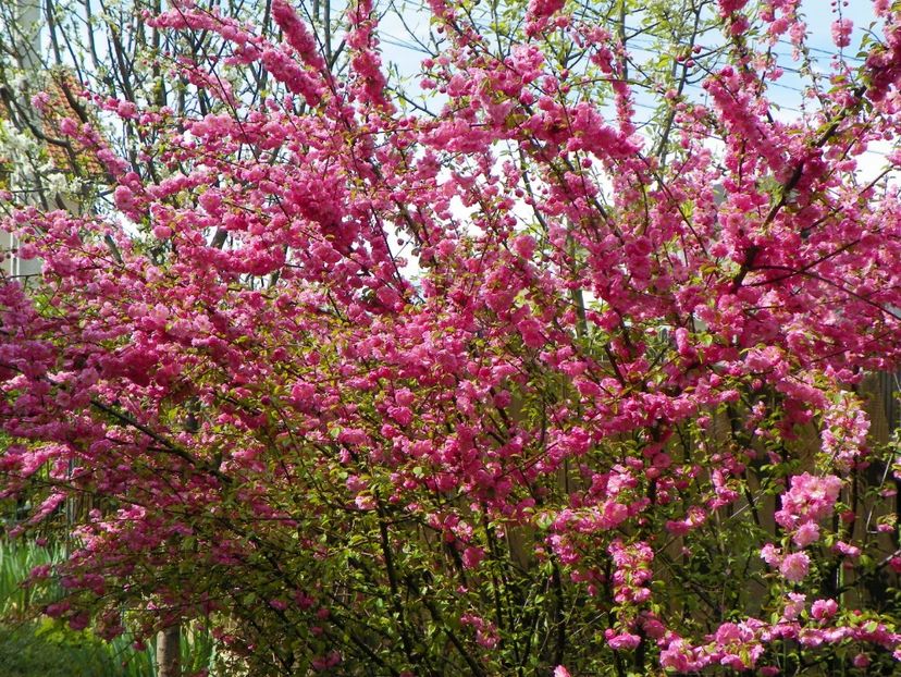 prunus triloba - Copacei si arbusti 2017