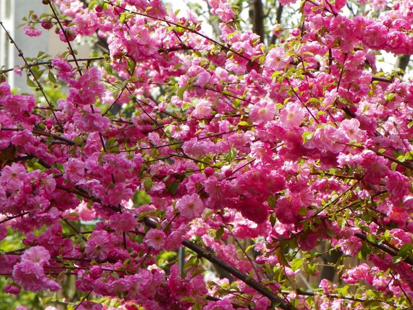 prunus triloba - Copacei si arbusti 2017