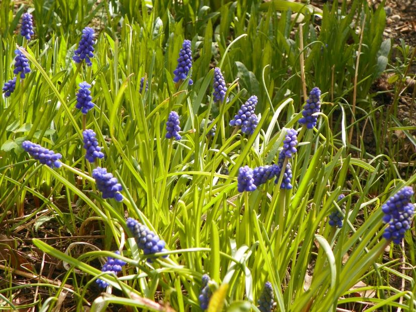 18 apr (30) - Primavara 2017