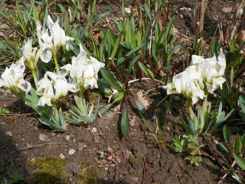 boschetari - Irisi 2017