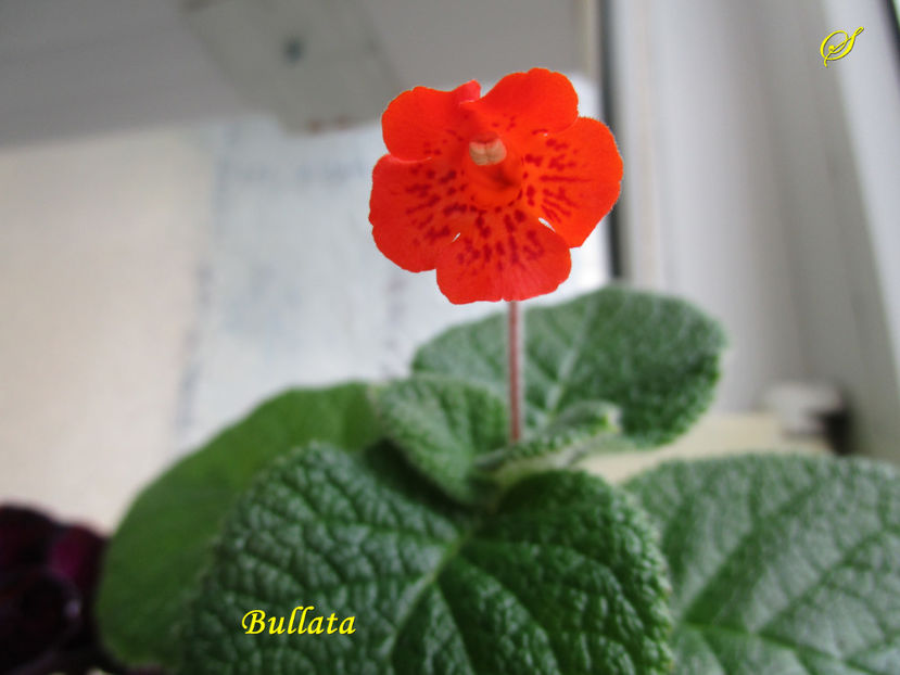 Bullata(20-04-2017) - Sinningii 2017