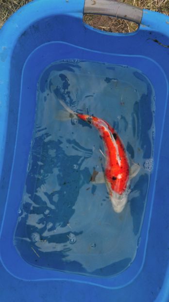 39 cm - crapii mei 2017