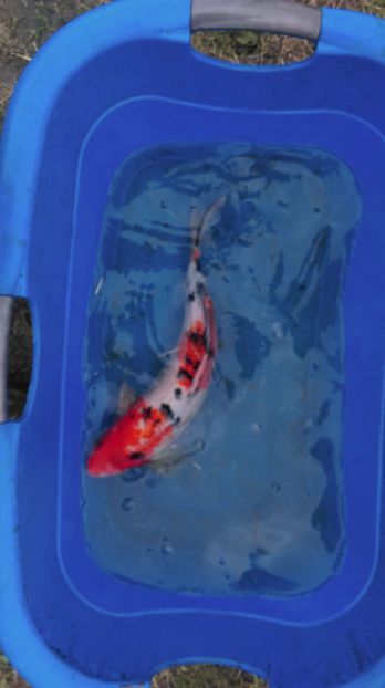 40 cm - crapii mei 2017