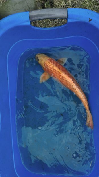 40 cm - crapii mei 2017