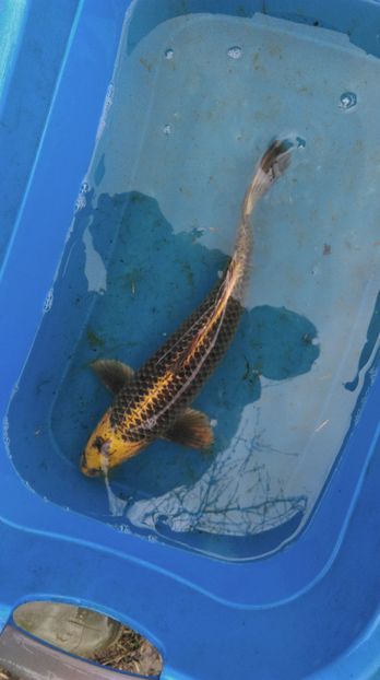 39 cm - crapii mei 2017