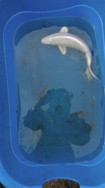 32cm - crapii mei 2017