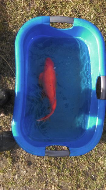 44 cm - crapii mei 2017