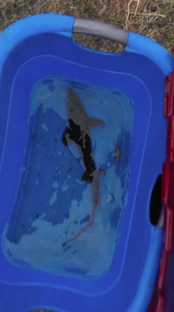 50.cm - crapii mei 2017